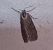 Pachycnemia hippocastanaria  - Thomas Lux