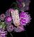 Lycophotia porphyrea  - Thomas Lux