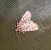 Lycophotia porphyrea  - Thomas Lux