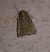 Ipimorpha retusa  - Thomas Lux