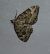Colostygia olivata  - Thomas Lux