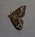 Colostygia olivata  - Thomas Lux