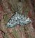 Colostygia olivata  - Thomas Lux