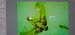 Udea austriacalis  - Melchior Viallet