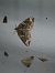 Eulithis prunata  - Thomas Lux