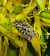 Lycophotia porphyrea  - Thomas Lux