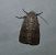 Hoplodrina respersa  - Thomas Lux