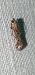 Pempeliella ardosiella  - Melchior Viallet
