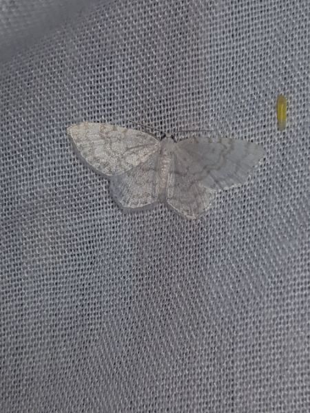 Asthena albulata  - Thomas Lux