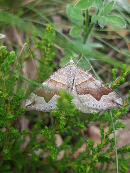Scotopteryx moeniata  - Thomas Lux