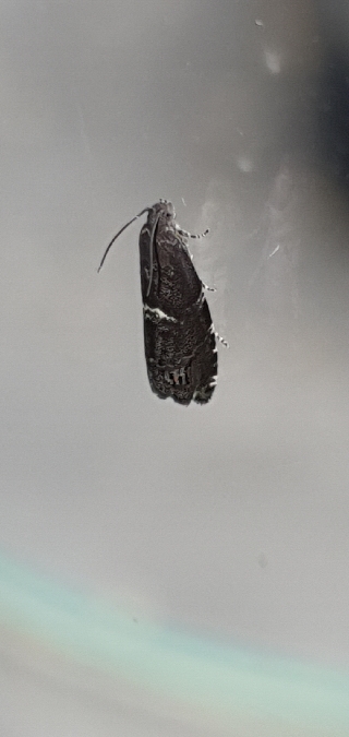 Cydia coniferana  - Melchior Viallet