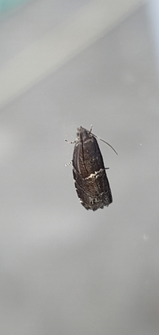 Cydia coniferana  - Melchior Viallet