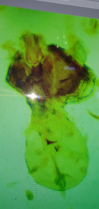 Cydia coniferana  - Melchior Viallet
