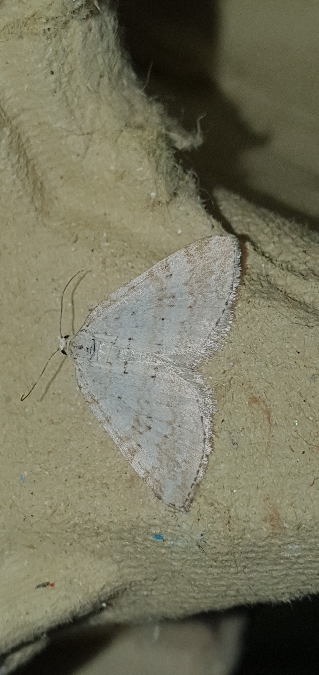 Perizoma albulata  - Melchior Viallet