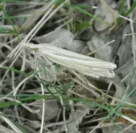 Crambus indéterminé  - Françoise Rauzieres (TGB-SSNTG)