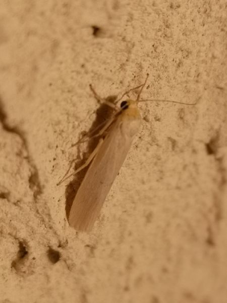 Eilema sp.  - Françoise Rauzieres (TGB-SSNTG)