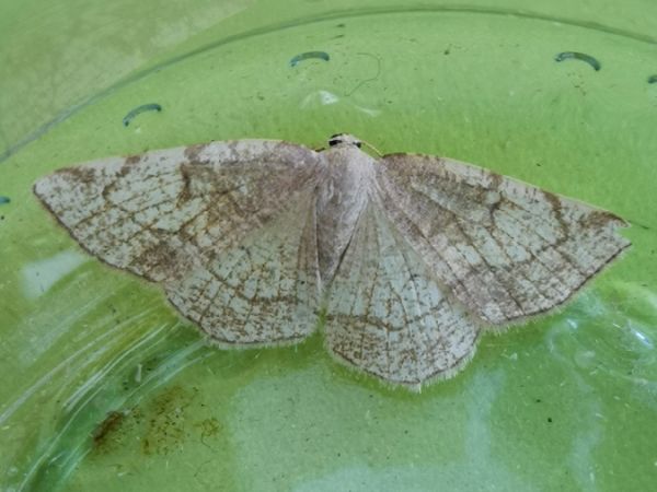 Stegania trimaculata  - Françoise Rauzieres (TGB-SSNTG)