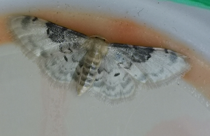 Idaea filicata  - Françoise Rauzieres (TGB-SSNTG)