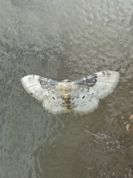 Idaea filicata  - Françoise Rauzieres (TGB-SSNTG)