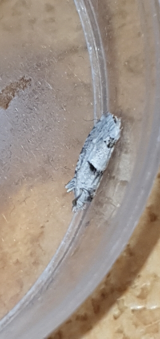 Epinotia bilunana  - Melchior Viallet