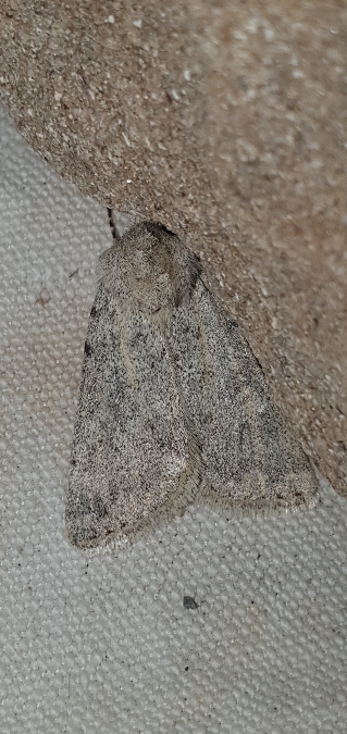 Dichagyris renigera  - Melchior Viallet