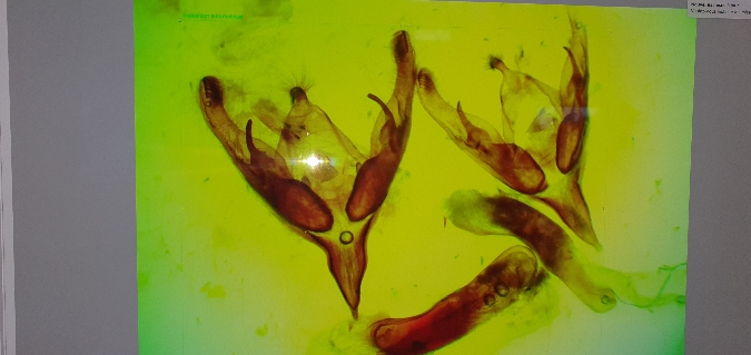 Dichagyris renigera  - Melchior Viallet