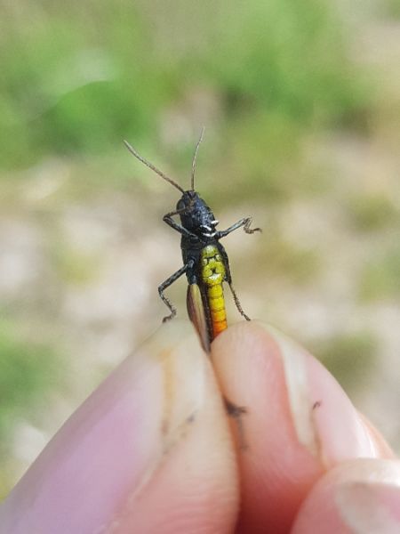 Woodland Grasshopper  - Thomas Lux