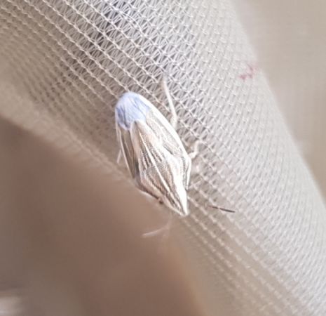 Aelia acuminata  - Thomas Lux