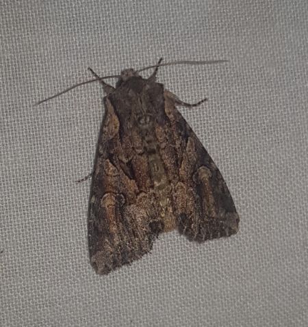 Lacanobia thalassina  - Thomas Lux