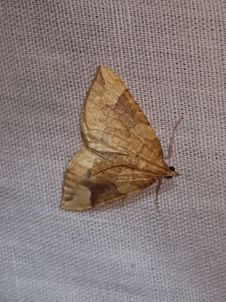 Eulithis populata  - Thomas Lux