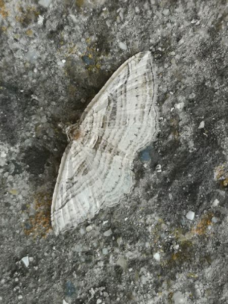 Costaconvexa polygrammata  - Françoise Rauzieres (TGB-SSNTG)