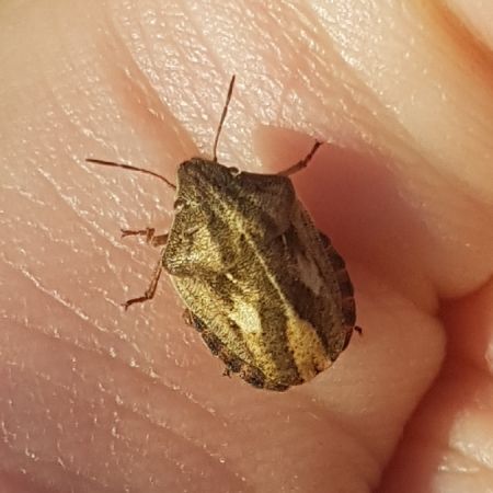Eurygaster testudinaria  - Thomas Lux