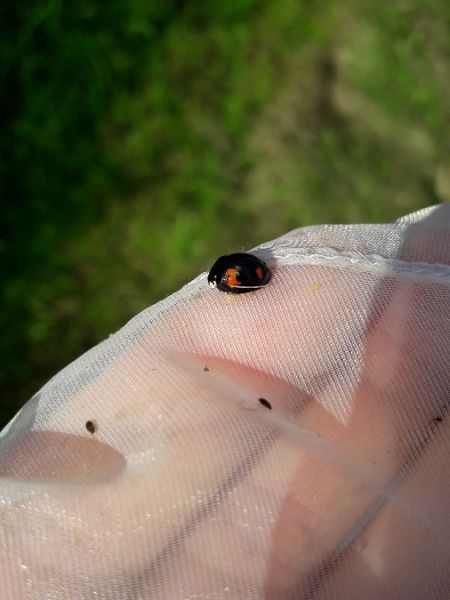 Coccinelle asiatique  - Sylvain Lethuillier