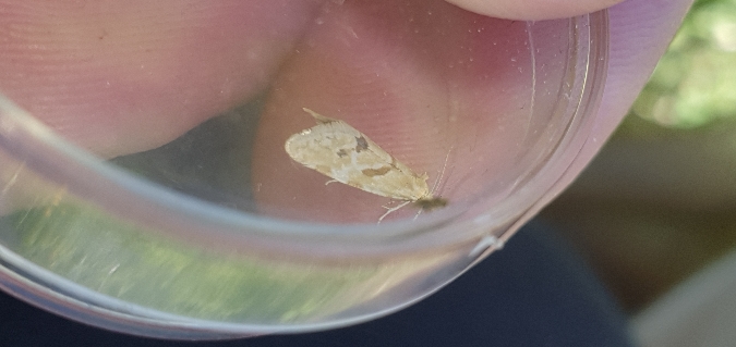 Aethes smeathmanniana  - Melchior Viallet