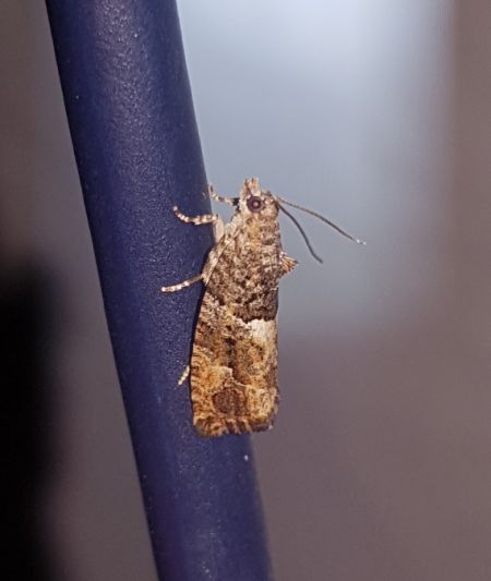 Eudemis profundana  - Thomas Lux
