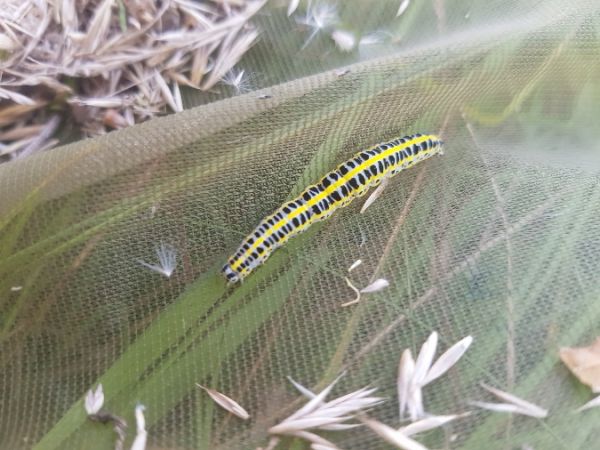 Calophasia lunula  - Thomas Lux