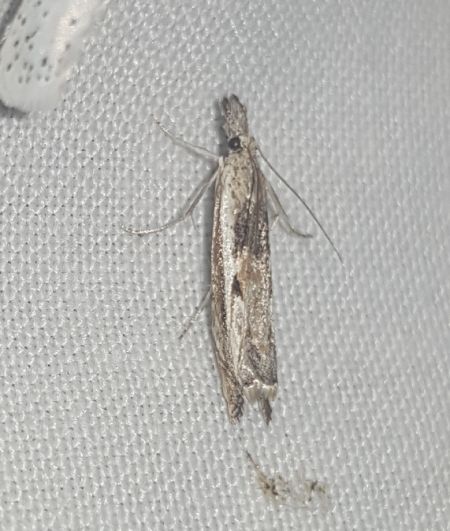 Platytes alpinella  - Thomas Lux