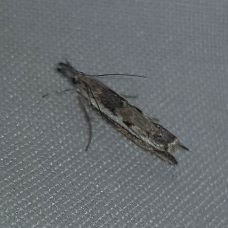 Platytes alpinella  - Thomas Lux
