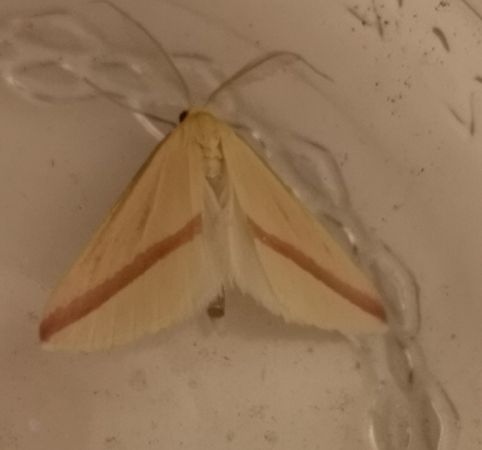 Rhodometra sacraria  - Françoise Rauzieres (TGB-SSNTG)