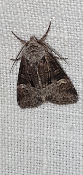 Brachylomia viminalis  - Melchior Viallet