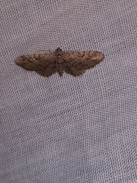 Eupithecia pusillata  - Thomas Lux