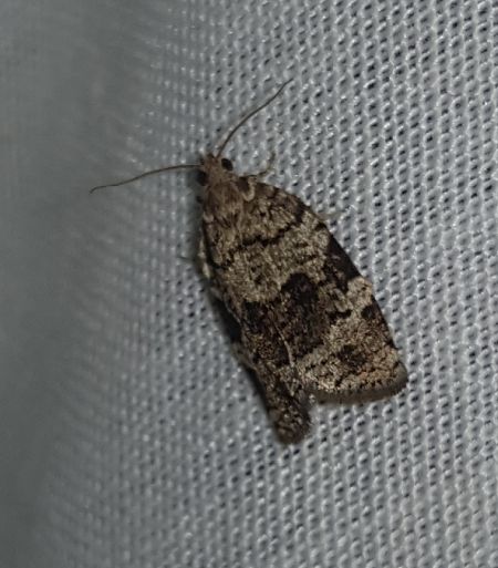 Dichelia histrionana  - Thomas Lux
