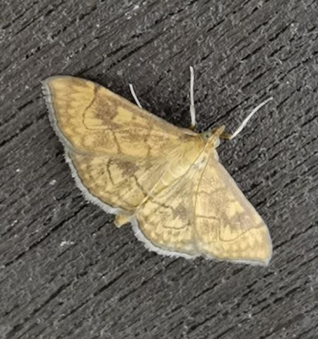 Anania verbascalis  - Françoise Rauzieres (TGB-SSNTG)