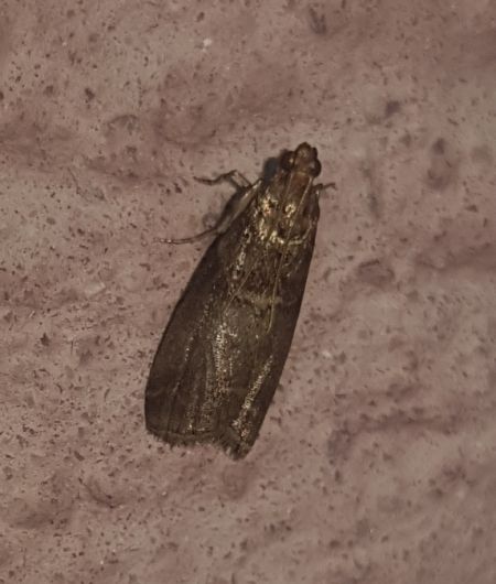 Acrobasis advenella  - Thomas Lux