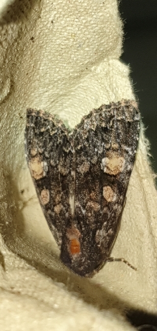 Apamea rubrirena  - Melchior Viallet