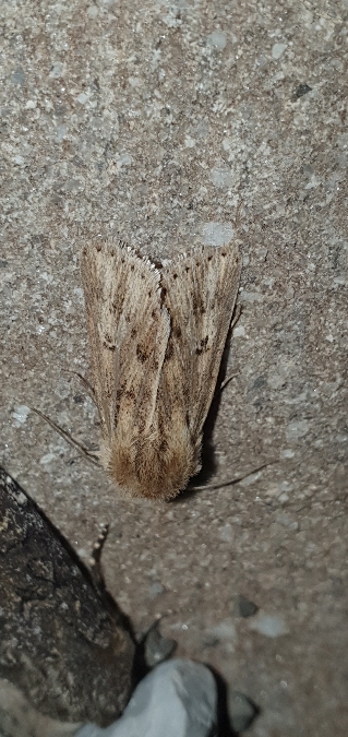 Mythimna anderreggii  - Melchior Viallet