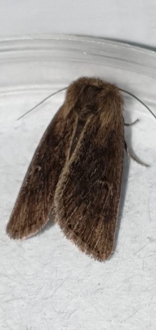 Mythimna anderreggii  - Melchior Viallet