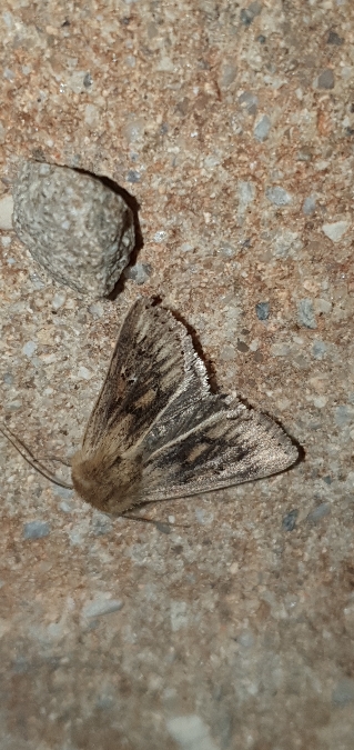 Mythimna anderreggii  - Melchior Viallet