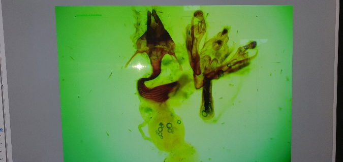 Mythimna anderreggii  - Melchior Viallet