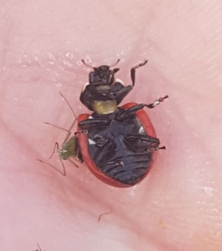 Coccinella magnifica  - Thomas Lux